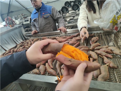 蜜薯烘烤流水线